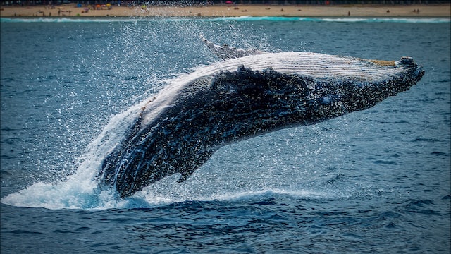 songs about whales
